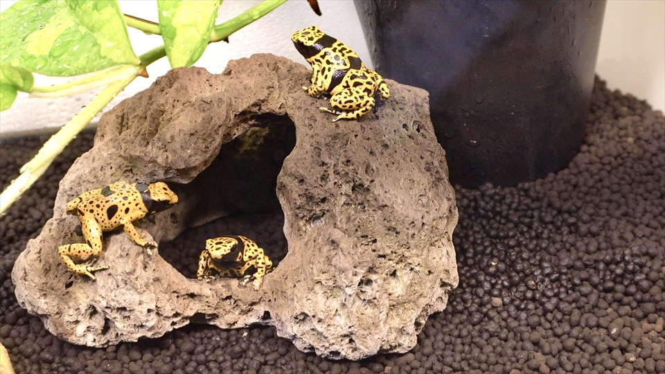 キオビヤドクガエルの飼育環境