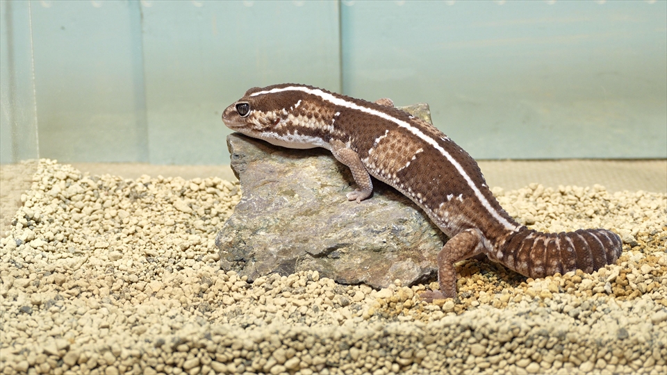 ニシアフロカトカゲモドキの飼い方と飼育環境