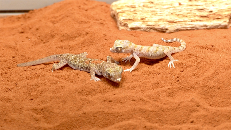 ナミハリユビヤモリ(エレガンスボウユビヤモリ・エレガントハリユビヤモリ)の飼い方・飼育用品・飼育環境・エサ