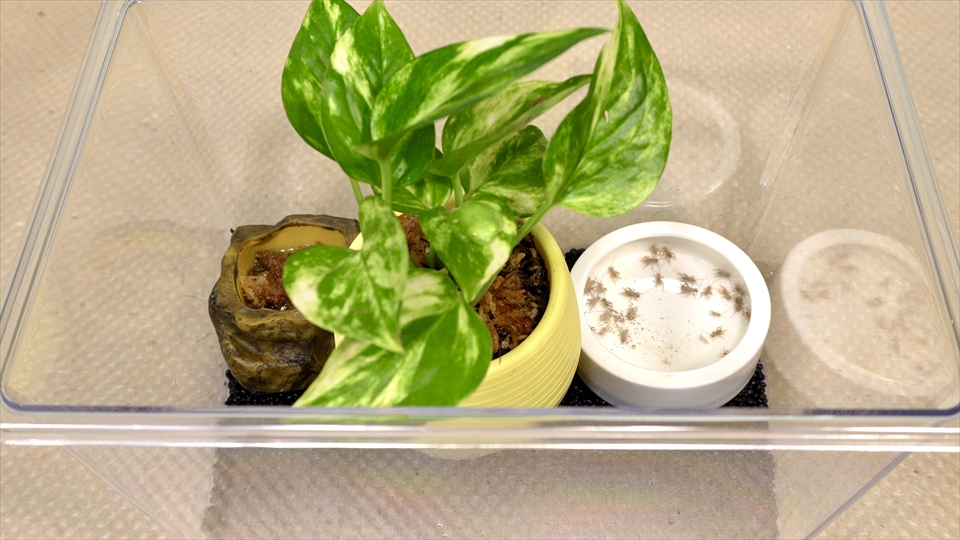 フライッシュマンアマガエルモドキ（グミガエル）飼育のおすすめのエサ（種類・頻度・量・与え方） トリニドショウジョウバエ　コオロギ