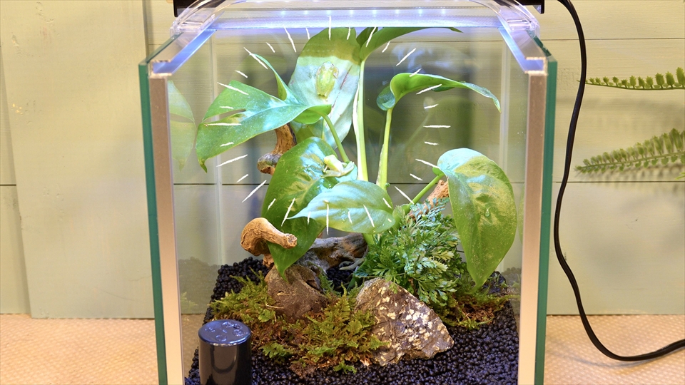 フライッシュマンアマガエルモドキ(グミガエル)用のレイアウトケージ(テラリウム・パルダリウム)を作りました。フライッシュマンアマガエルモドキを入居させました。