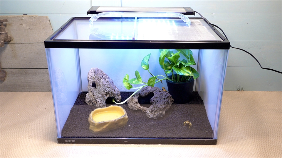 ヤドクガエルの飼育環境