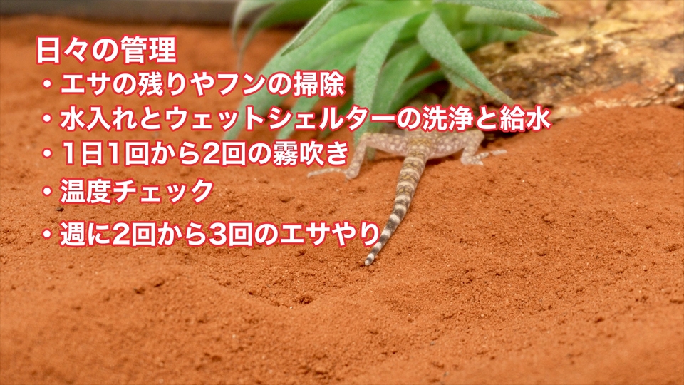 ナミハリユビヤモリ(エレガンスボウユビヤモリ・エレガントハリユビヤモリ)の飼い方・飼育用品・飼育環境・日々の管理