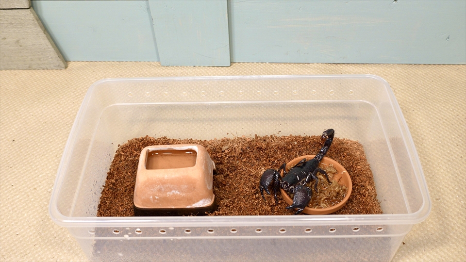ダイオウサソリ(エンペラースコーピオン)の飼育環境のセッティング
