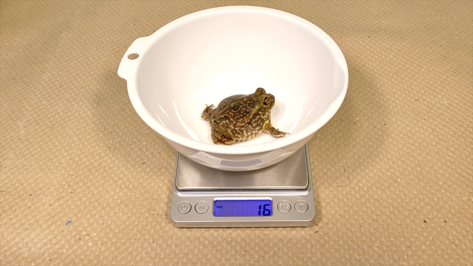 チャコガエルの体重測定