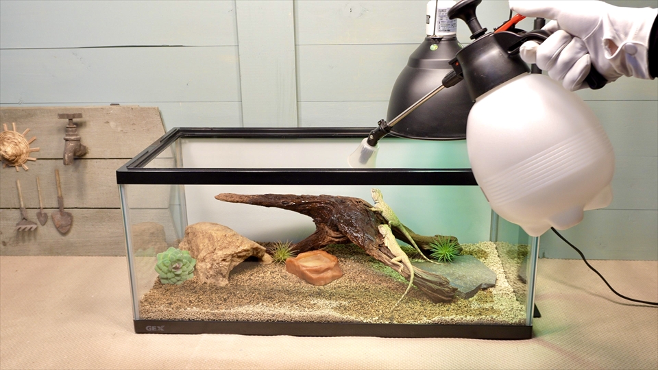 ペールアガマの飼い方・飼育用品・飼育環境・エサ(種類・量・頻度)についてまとめました・霧吹きは欠かさない