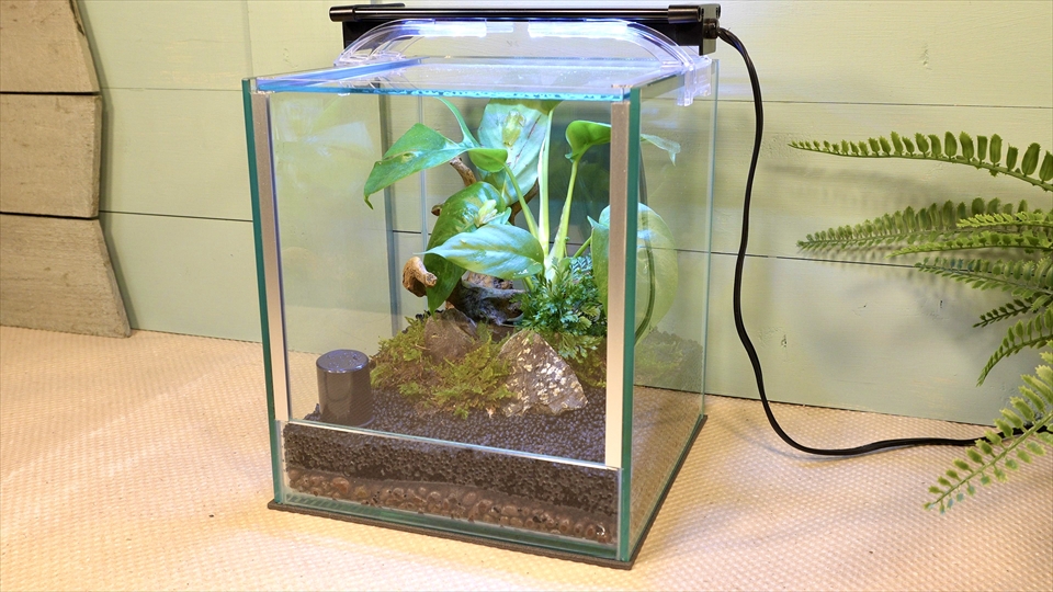 フライッシュマンアマガエルモドキ(グミガエル)用のレイアウトケージ(テラリウム・パルダリウム)を作りました。