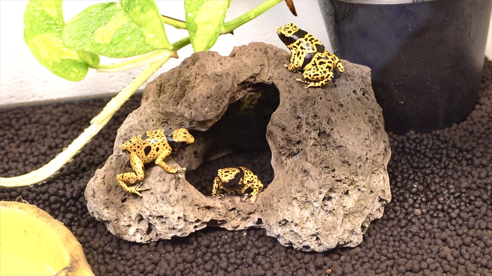 ヤドクガエルの飼育環境