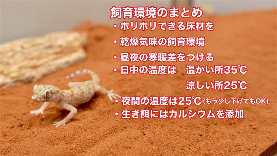ナミハリユビヤモリ(エレガンスボウユビヤモリ・エレガントハリユビヤモリ)の飼い方・飼育用品・飼育環境のまとめ