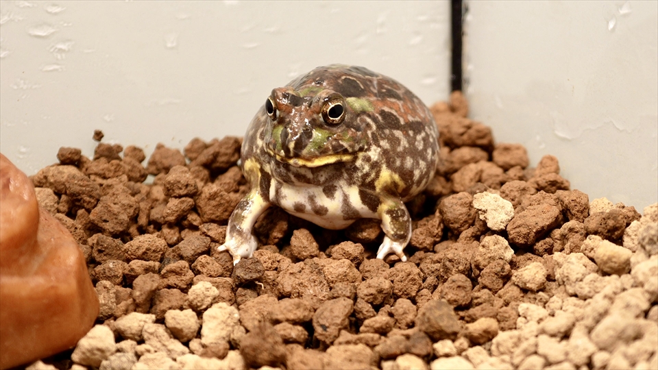 チャコガエルの飼育環境のまとめ