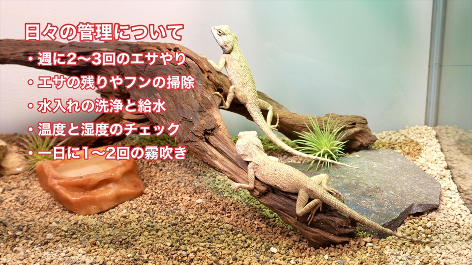 ペールアガマの飼育をするうえでの日々の管理