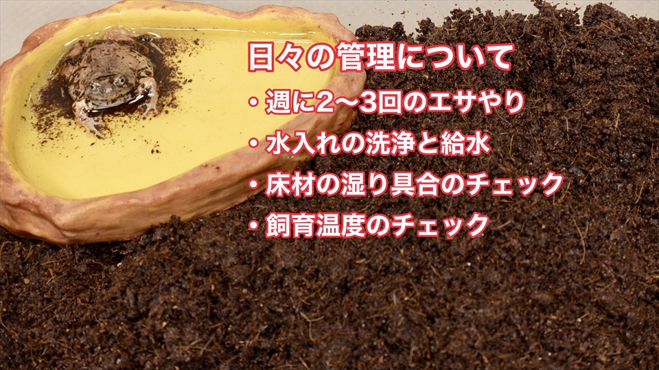 ビルマコガタジムグリガエルの飼育をするうえでの日々の管理