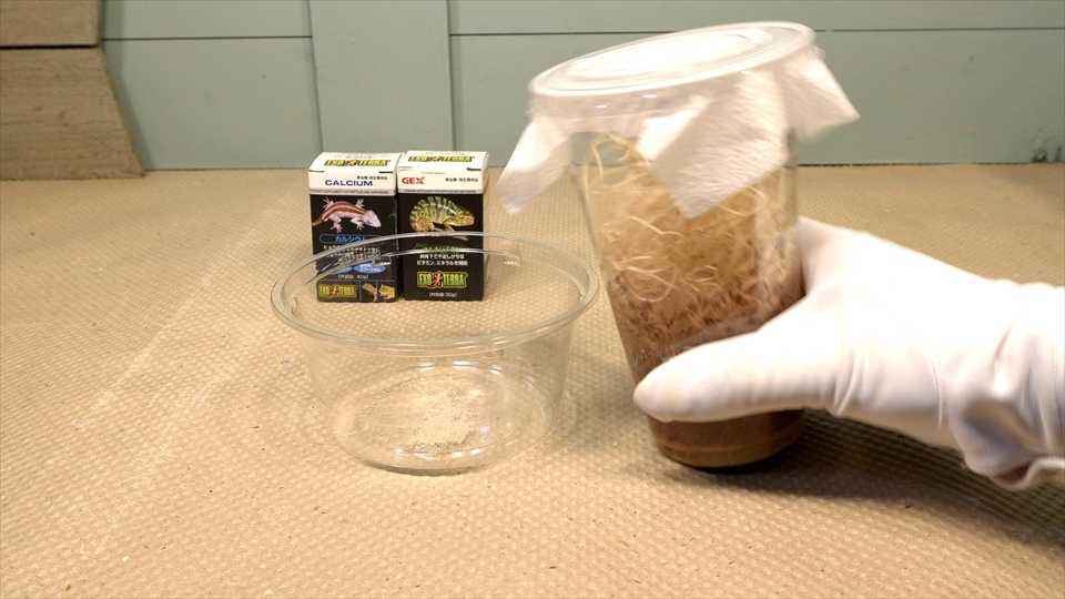 フライッシュマンアマガエルモドキ（グミガエル）飼育のおすすめのエサ（種類・頻度・量・与え方） トリニドショウジョウバエ　コオロギ