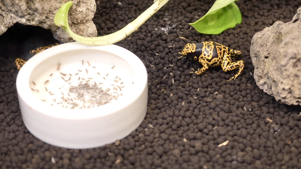 ヤドクガエルのおすすめのエサと給餌