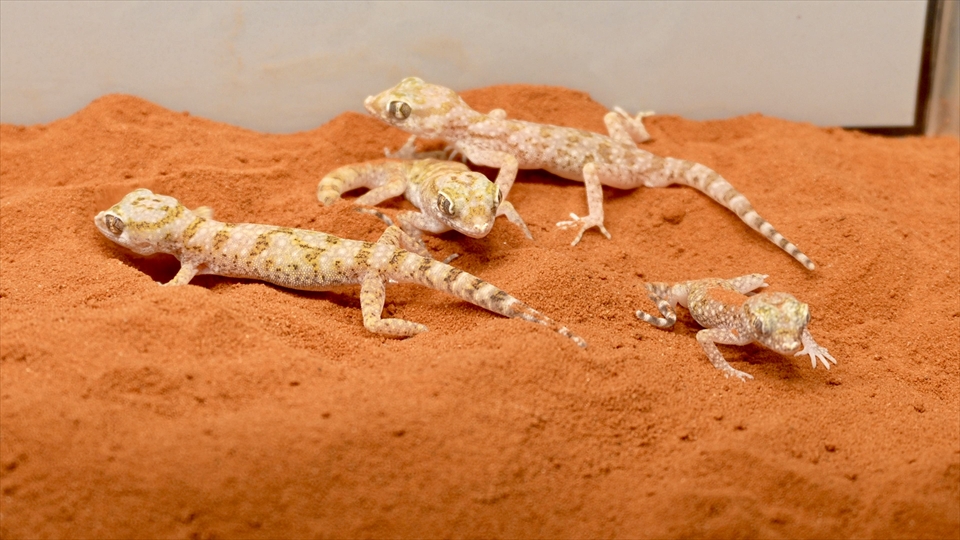 ナミハリユビヤモリ(エレガンスボウユビヤモリ・エレガントハリユビヤモリ)の飼い方・飼育用品・飼育環境