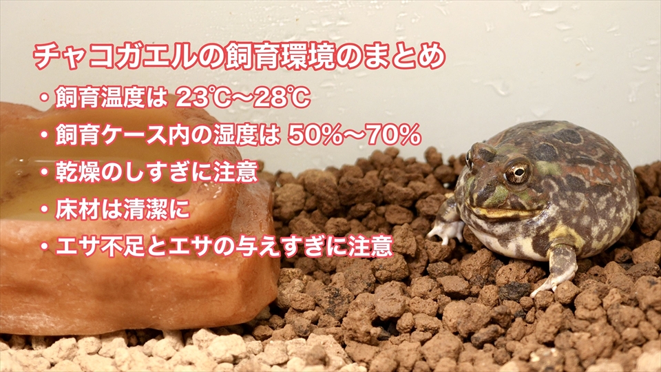 チャコガエルの飼育環境のまとめ