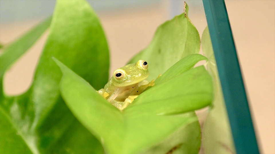 フライッシュマンアマガエルモドキ(グミガエル)用のレイアウトケージ(テラリウム・パルダリウム)を作りました。レイアウトケージでの生体の様子