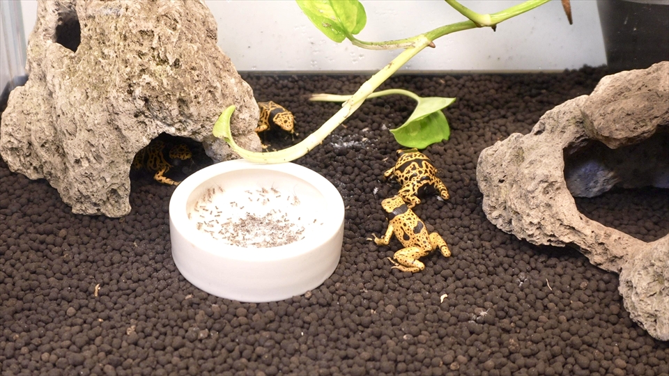 ヤドクガエルのおすすめのエサと給餌