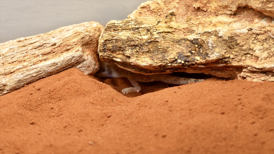 ナミハリユビヤモリ(エレガンスボウユビヤモリ・エレガントハリユビヤモリ)の飼い方・飼育用品・飼育環境のセッティング