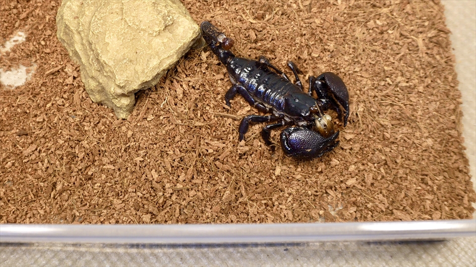 ダイオウサソリ(エンペラースコーピオン)の飼育・おすすめのエサ(種類・量・頻度)