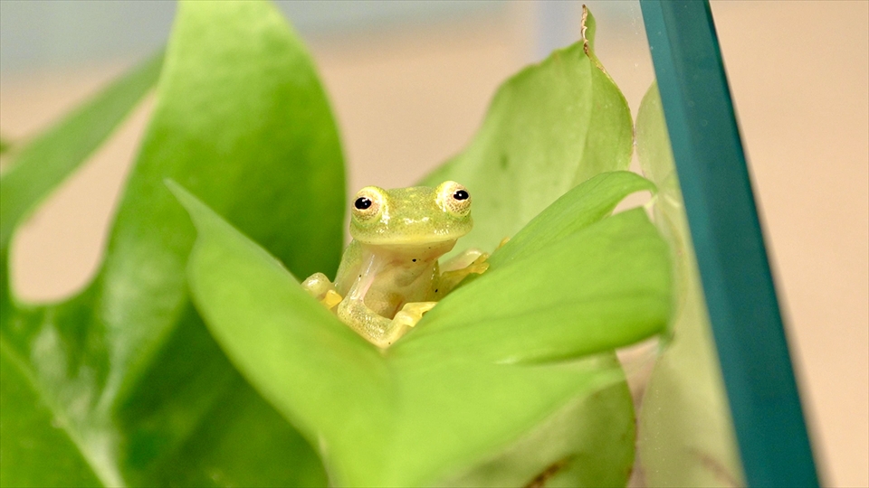 フライッシュマンアマガエルモドキ(グミガエル)用のレイアウトケージ(テラリウム・パルダリウム)を作りました。レイアウトケージでの生体の様子