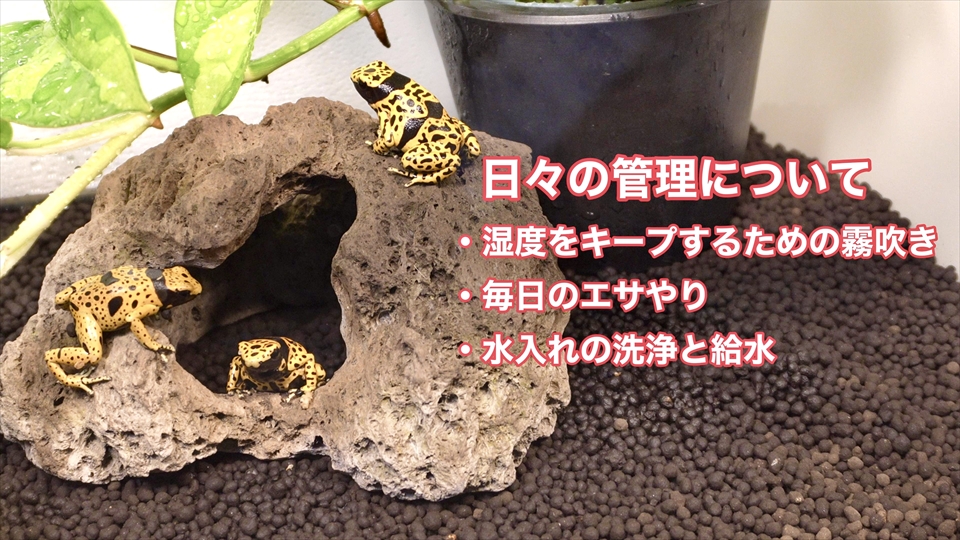 ヤドクガエルの飼育における日々の管理