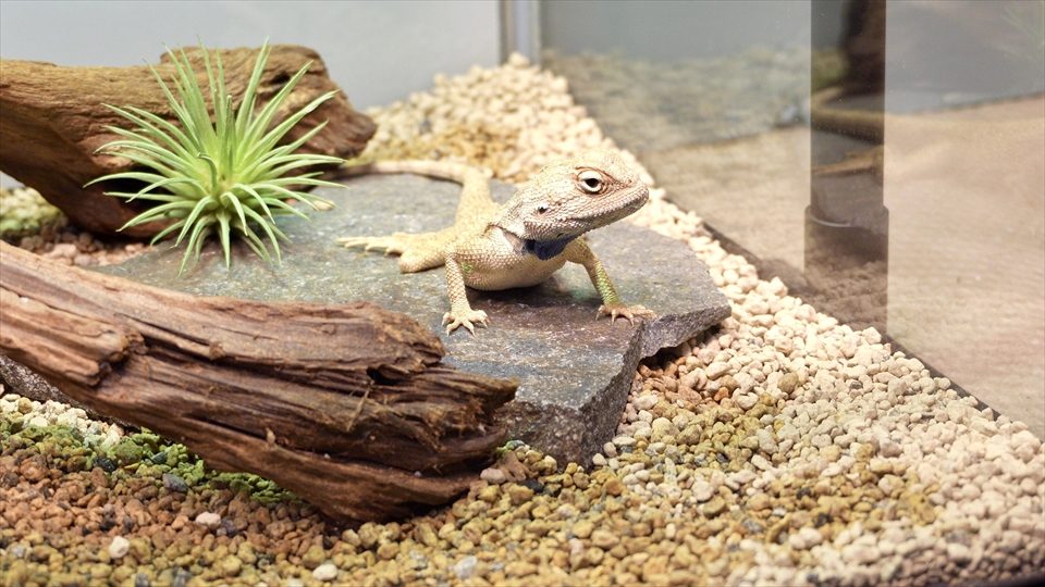 ペールアガマの飼い方・飼育用品・飼育環境・エサ（種類・量・頻度）についてまとめました