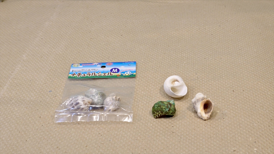 オカヤドカリの引っ越し用の貝殻