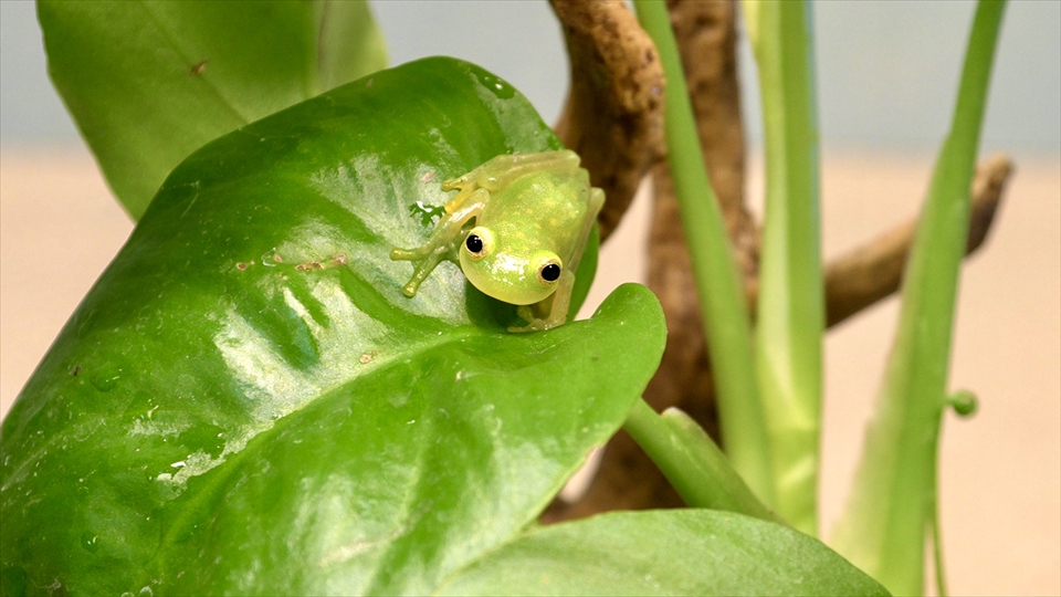 フライッシュマンアマガエルモドキ(グミガエル)用のレイアウトケージ(テラリウム・パルダリウム)を作りました。レイアウトケージでの生体の様子