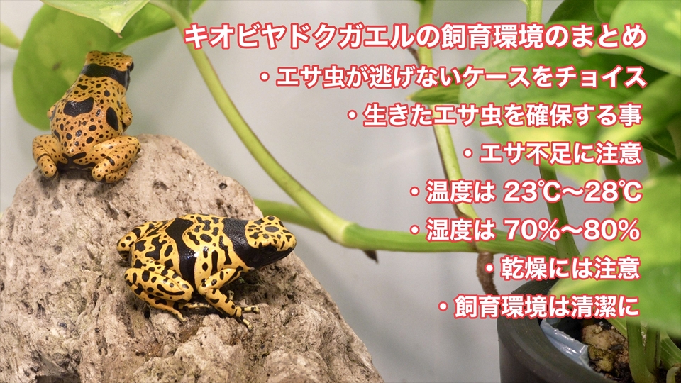 ヤドクガエルの飼育環境のまとめ