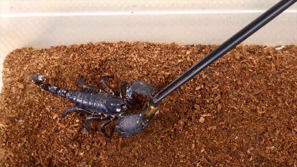 ダイオウサソリ(エンペラースコーピオン)の飼育・おすすめのエサ(種類・量・頻度)・ピンセットで給餌