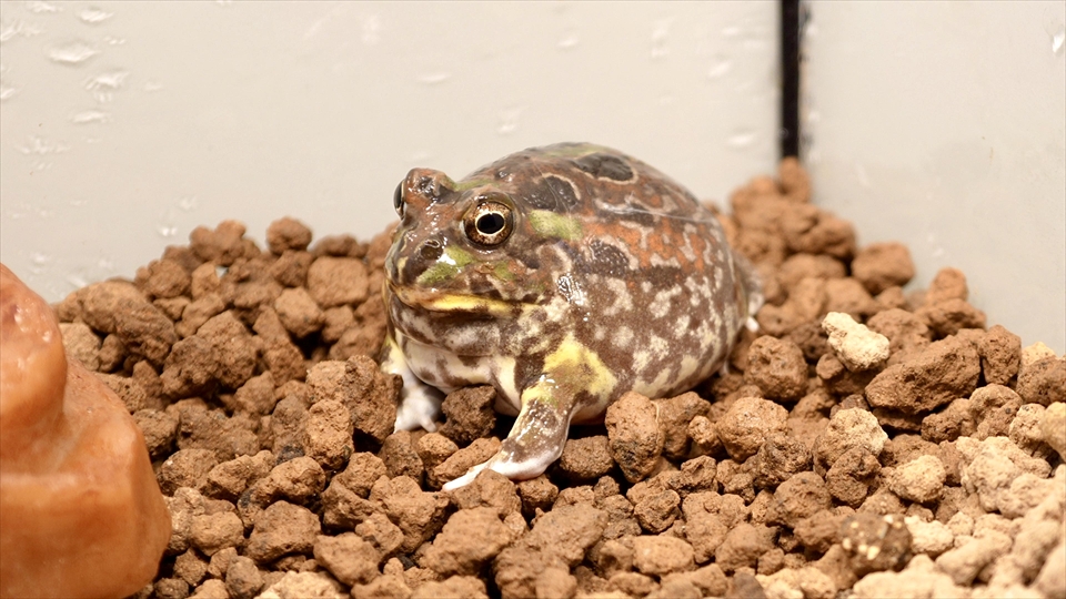 チャコガエルの飼育環境のまとめ