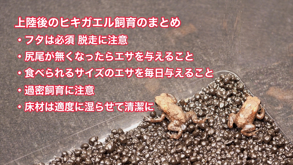 上陸直後のヒキガエルの飼育についてまとめ