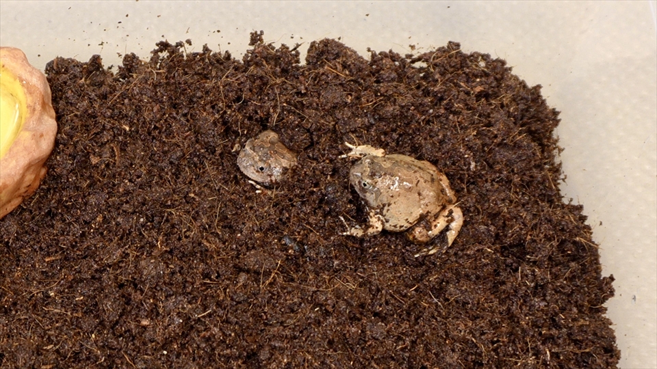 ビルマコガタジムグリガエルの飼育環境についてまとめ