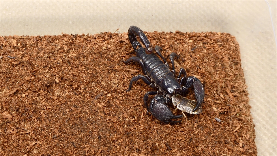 ダイオウサソリ(エンペラースコーピオン)の飼育・おすすめのエサ(種類・量・頻度)