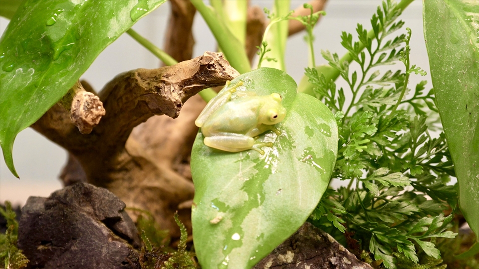 フライッシュマンアマガエルモドキ(グミガエル)用のレイアウトケージ(テラリウム・パルダリウム)を作りました。レイアウトケージでの生体の様子