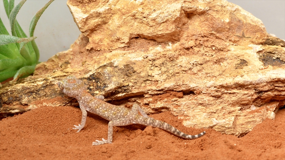 ナミハリユビヤモリ(エレガンスボウユビヤモリ・エレガントハリユビヤモリ)の飼い方・飼育用品・飼育環境のセッティング