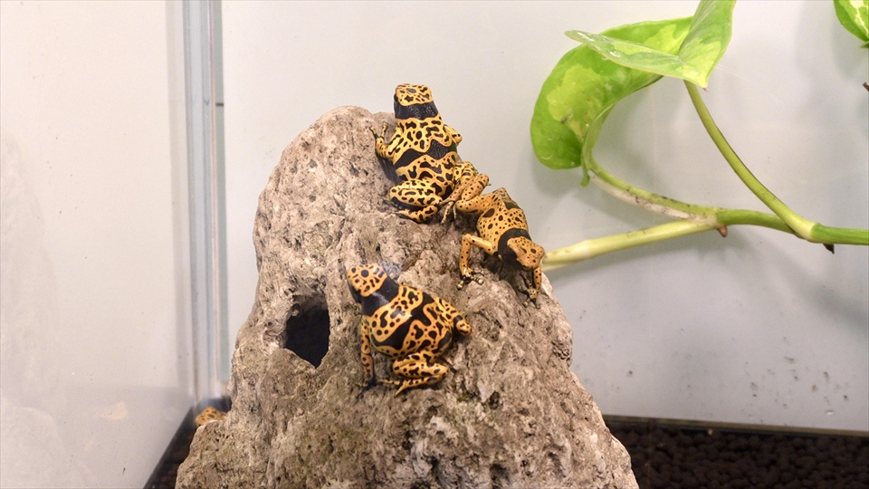 ヤドクガエルの飼育