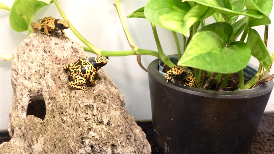 ヤドクガエルの飼育