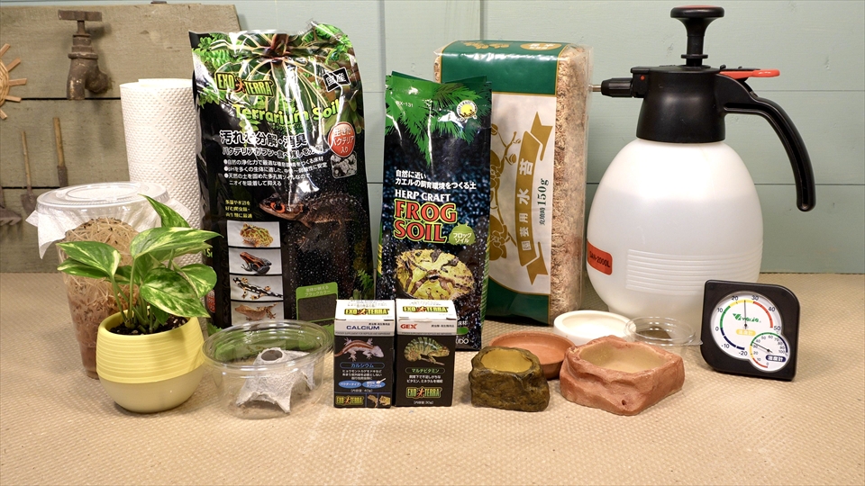 フライッシュマンアマガエルモドキ（グミガエル）の飼い方・飼育用品・飼育環境・エサ（種類・頻度・量・与え方）についてまとめました