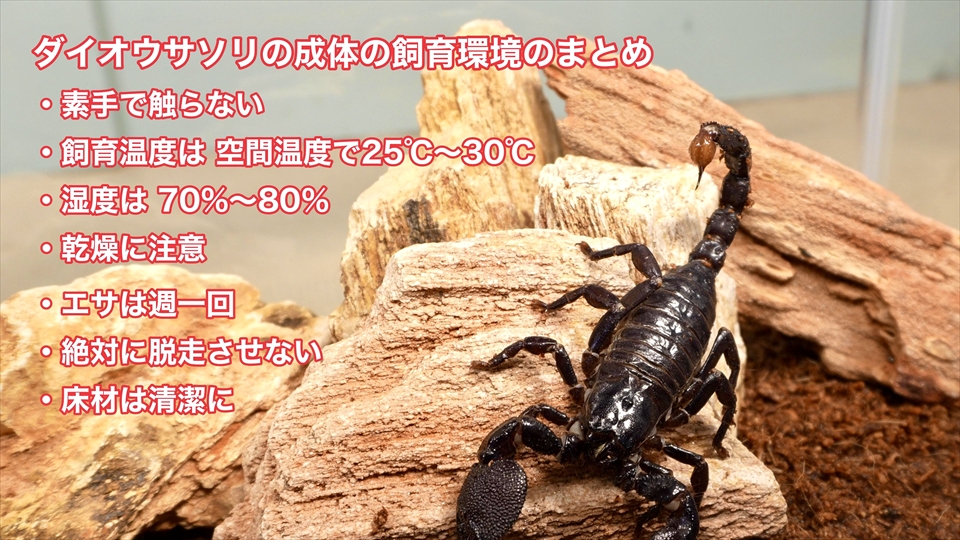 ダイオウサソリ(エンペラースコーピオン)の飼い方・飼育用品・飼育環境・エサ(種類・量・頻度)についてまとめました