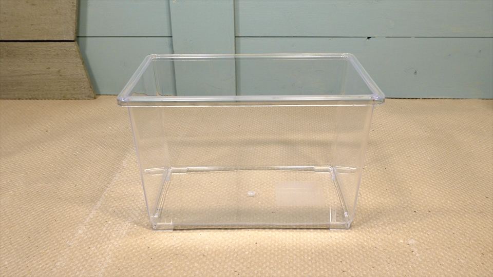 フライッシュマンアマガエルモドキ（グミガエル）の飼い方・飼育用品・飼育環境・エサ（種類・頻度・量・与え方）についてまとめました