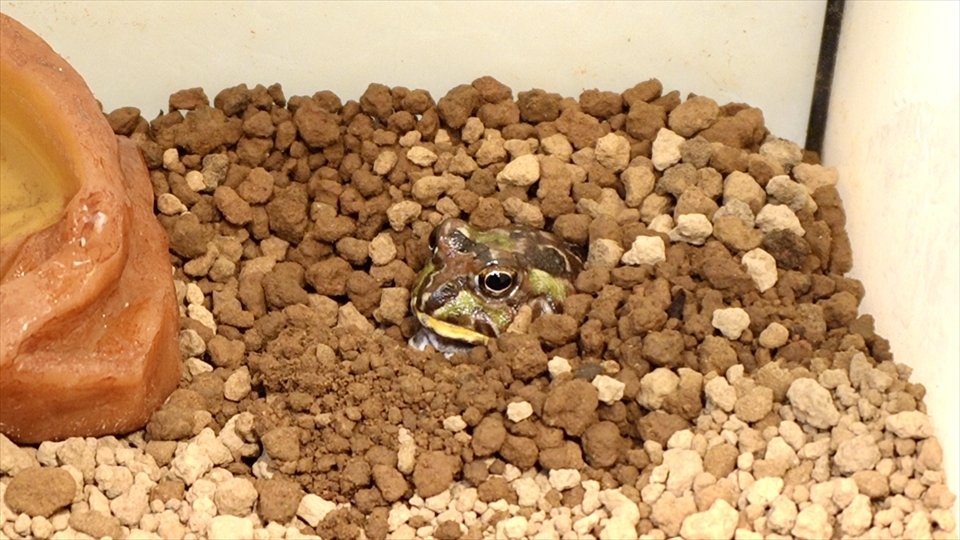 チャコガエルの飼い方・飼育用品・飼育環境・エサ(種類・量・頻度)についてまとめました