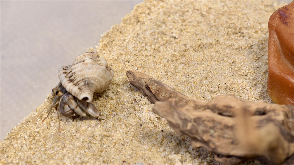 オカヤドカリ（ムラサキオカヤドカリ・ナキオカヤドカリ）の飼い方や飼育用品、飼育環境のセッティング、温度管理、エサ（種類・量・頻度）などについてまとめました