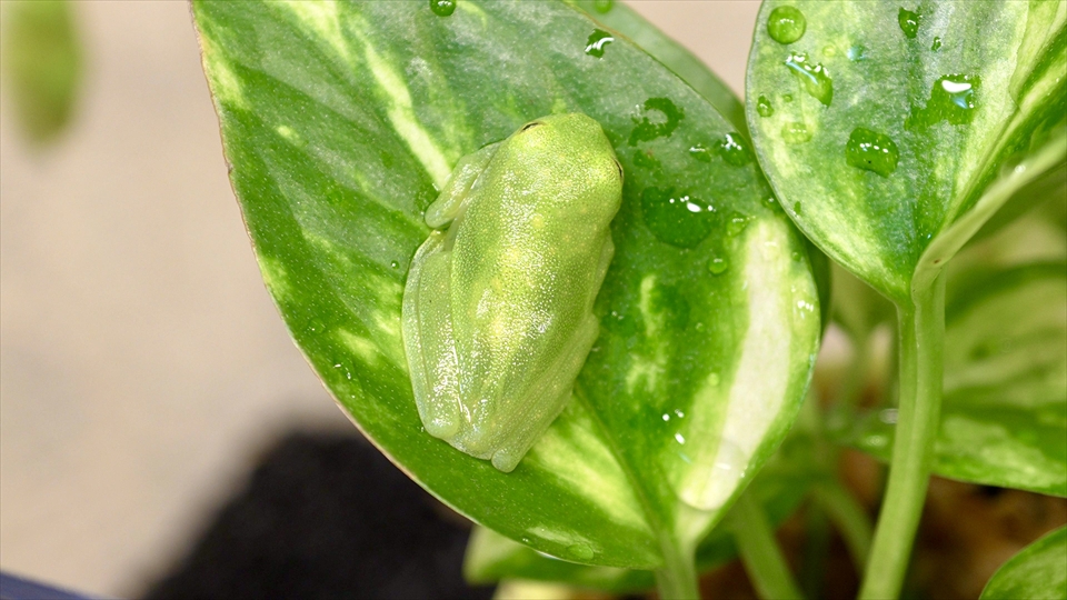 フライッシュマンアマガエルモドキ（グミガエル）の飼い方・飼育用品・飼育環境・エサ（種類・頻度・量・与え方）についてまとめました