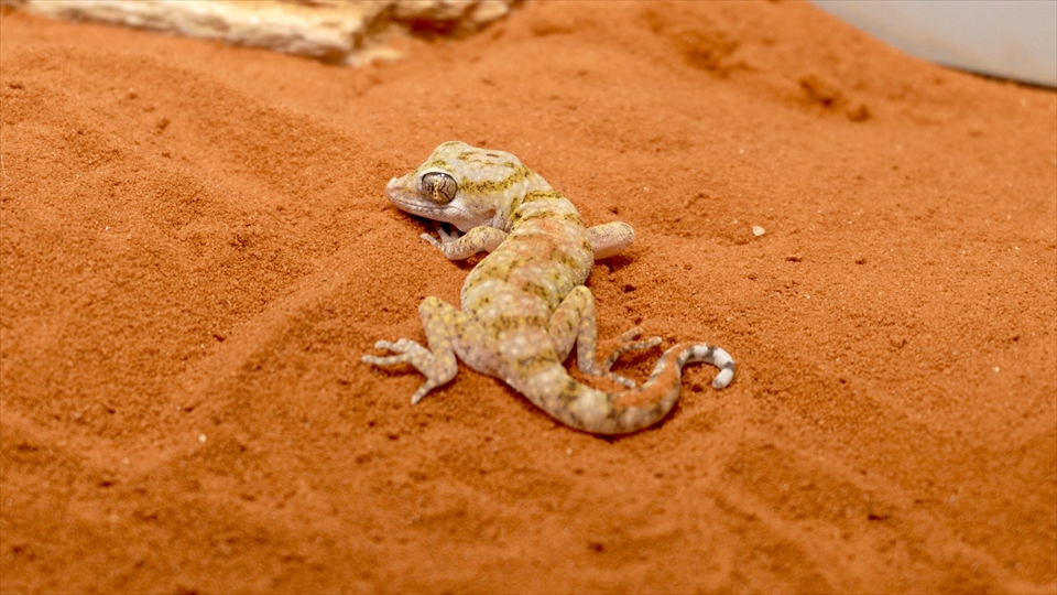 ナミハリユビヤモリ(エレガンスボウユビヤモリ・エレガントハリユビヤモリ)の飼い方・飼育用品・飼育環境・エサ