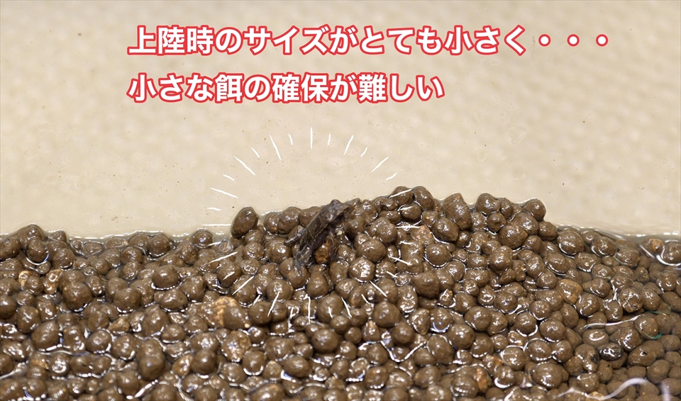 ヒキガエル上陸！オタマジャクシからカエルまでの記録・上陸した時はとても小さい
