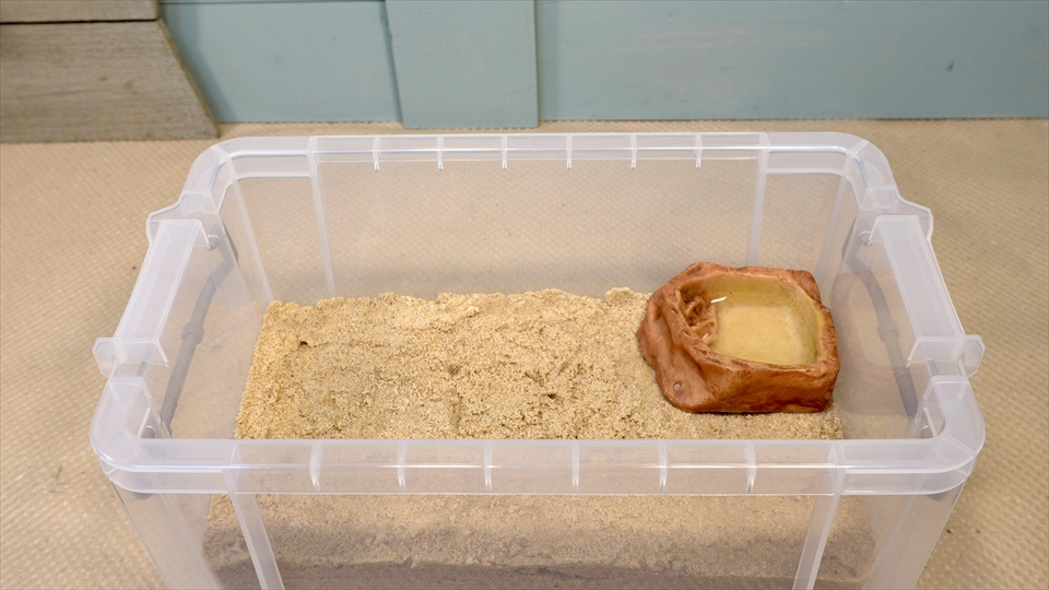 オカヤドカリの飼育環境のセッティング・真水（淡水）を入れた水入れを設置