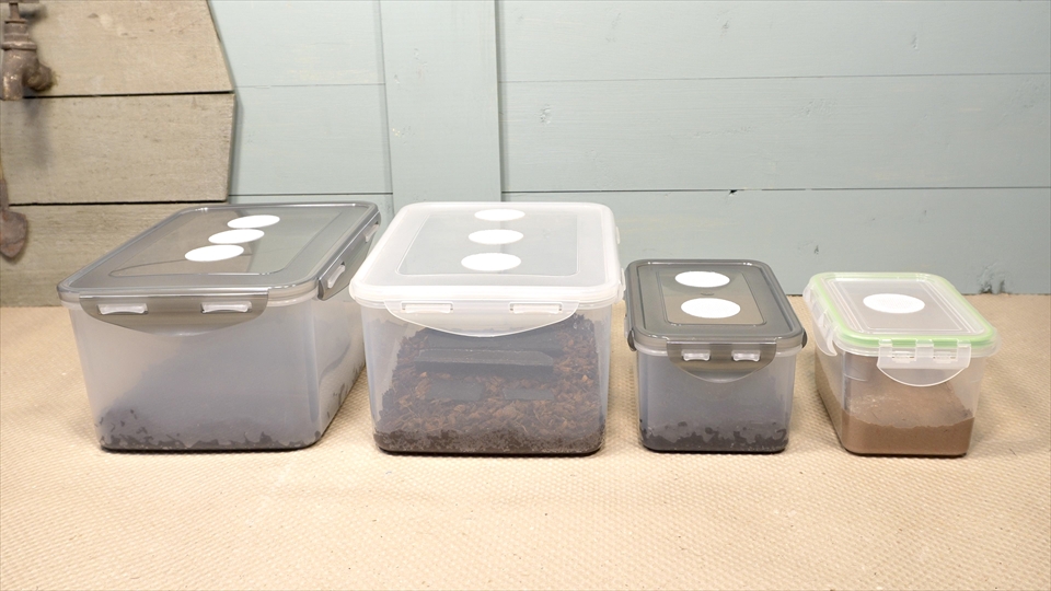 爆殖！トビムシの飼い方・殖やし方・飼育用品・飼育環境・エサについてまとめました