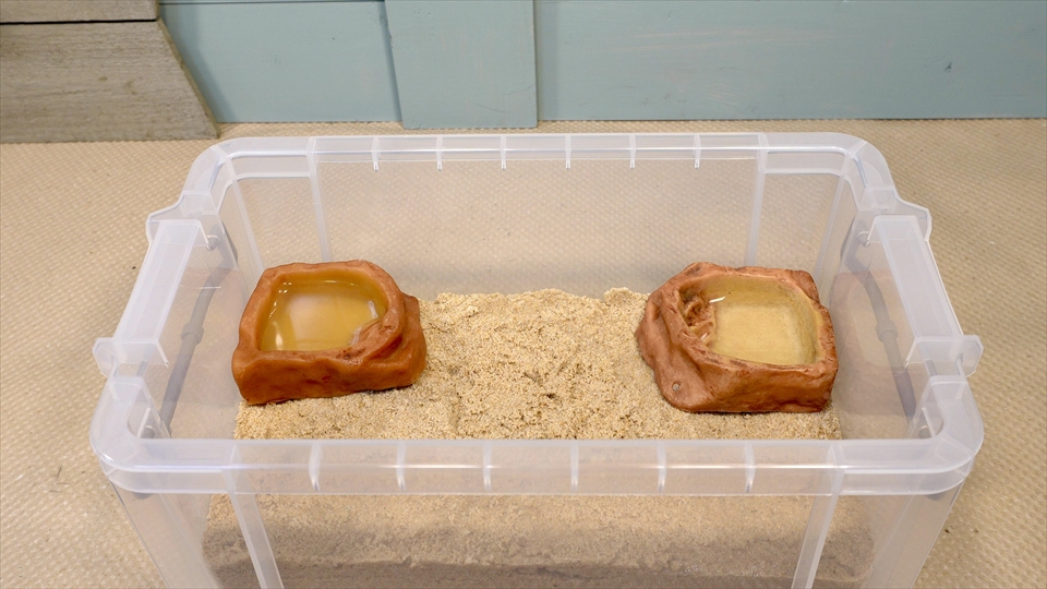 オカヤドカリの飼育環境のセッティング・海水を入れた水入れを設置